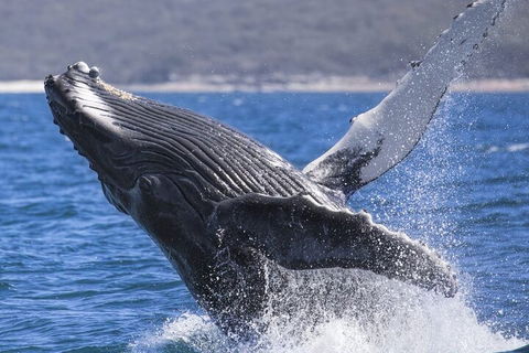 Whale Watching Jervis Bay - Pubs Adelaide 2