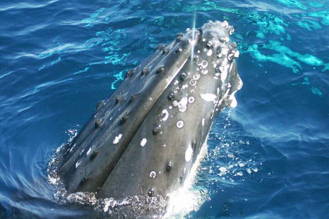 Whale Watching Jervis Bay - Pubs Adelaide 3