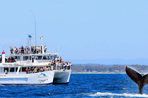 Whale Watching Jervis Bay - Pubs Adelaide 4