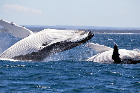 Whale Watching Jervis Bay - Pubs Adelaide 5