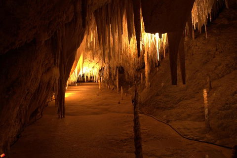 Tahune Airwalk Active Day Trip From Hobart Including Hastings Caves - Pubs Adelaide 4