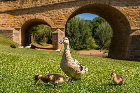 Richmond Historic Afternoon Tour From Hobart - Pubs Adelaide 1