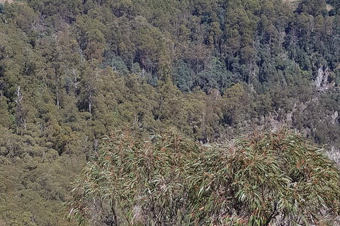 Leven Canyon Day Trip Including Wings Wildlife Park Or Gunns Plains Caves - Pubs Adelaide 4