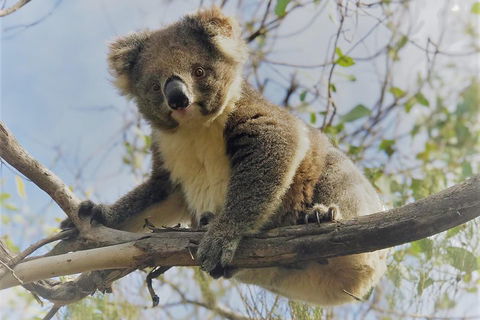 Kangaroo Island Scenic Trail Tour - Pubs Adelaide 2