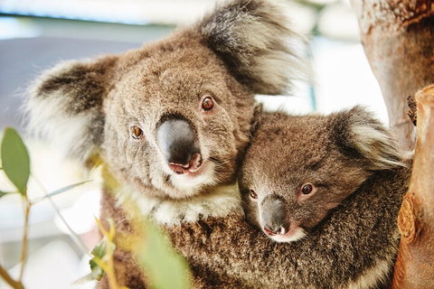 Full-Day Pinnacles Desert And Yanchep National Park Tour From Perth - Pubs Adelaide 5