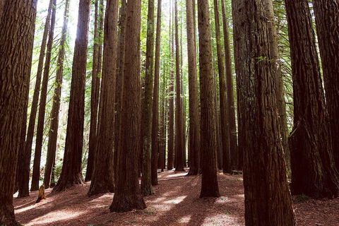 Small Group - Yarra Valley & Dandenong Ranges Hike From Melbourne - Pubs Adelaide 5