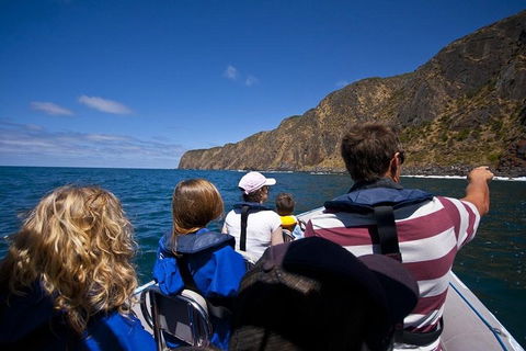 Seal Island Boat Tour From Victor Harbor - Pubs Adelaide 0