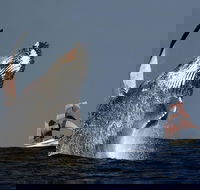 Sydney Harbour Tall Ship Whale  Sail - Whale Watching Cruise - Pubs Adelaide