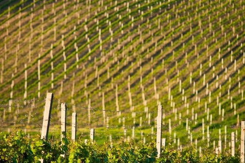 Melbourne Super Saver: Great Ocean Road + Mornington Peninsula + Attraction Pass - Pubs Adelaide 1