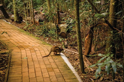 Full Day Sunshine Coast Hinterland Luxury Small Group Tour From Brisbane - Pubs Adelaide 3