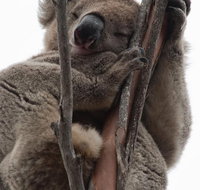 2-Day Kangaroo Island 4WD Small-Group Tour from Adelaide - Pubs Adelaide
