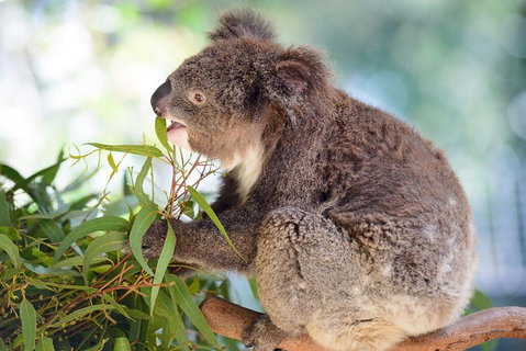 Blue Mountains Private Tour From Sydney With Featherdale Park - Pubs Adelaide 2