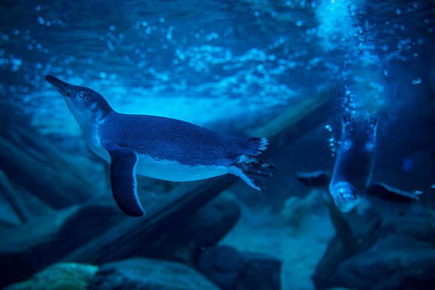 SEA LIFE Sunshine Coast Aquarium Entrance Ticket - Pubs Adelaide 1