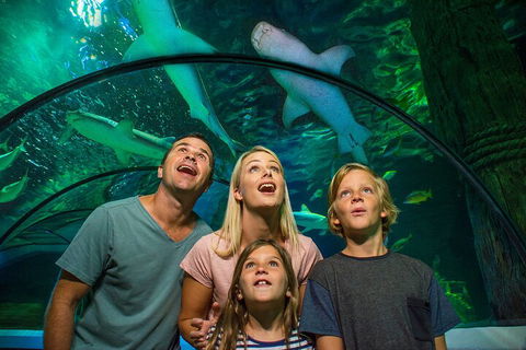SEA LIFE Sunshine Coast Aquarium Entrance Ticket - Pubs Adelaide 3