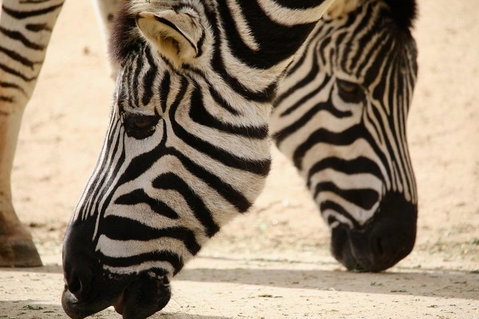 Melbourne Zoo General Entry Ticket - Pubs Adelaide 1