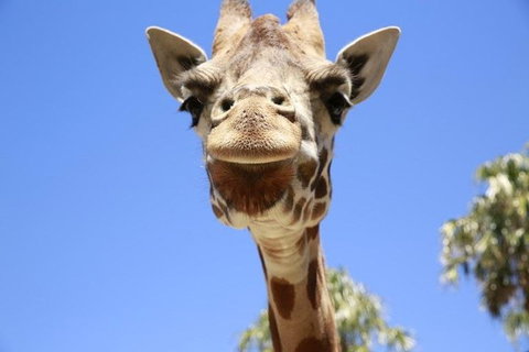 Melbourne Zoo General Entry Ticket - Pubs Adelaide 2