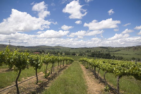 Hunter Valley Wine Tour From Sydney Incl Lunch, Cheese, Chocolate And Distillery - Pubs Adelaide 0