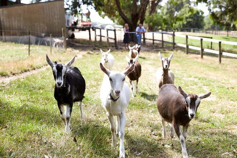 Mornington Peninsula Farm Produce Wine And Cider Tour - Pubs Adelaide 3