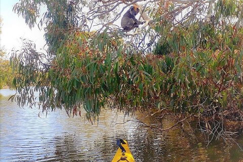 Kangaroo Island Self-Guided Kayaking On The Harriet River - Pubs Adelaide 4