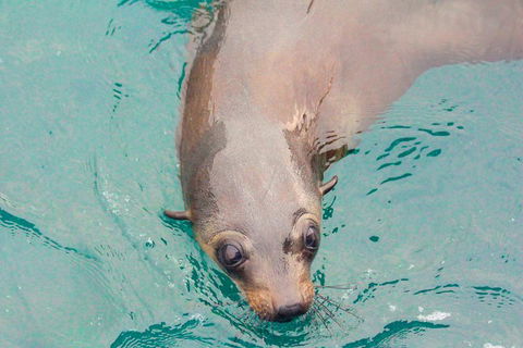 Wilsons Promontory Full Day Cruise - Pubs Adelaide 0