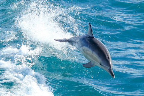 Wilsons Promontory Full Day Cruise - Pubs Adelaide 1