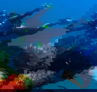 Scuba Dive the S.S. Yongala Wreck on the Great Barrier Reef. - Pubs Adelaide