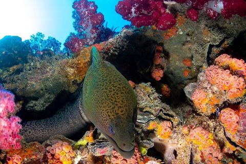 Scuba Dive The S.S. Yongala Wreck On The Great Barrier Reef. - Pubs Adelaide 1