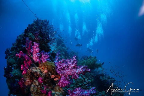 Scuba Dive The S.S. Yongala Wreck On The Great Barrier Reef. - Pubs Adelaide 2